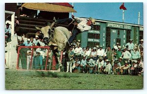 CALGARY, Alberta Canada ~ STAMPEDE RODEO Brahma Bull Riding c1980s Postcard