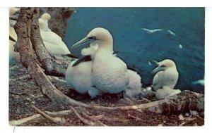 Birds - A Gannet Nesting