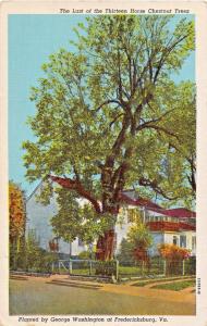 FREDERICKSBURG VIRGINIA~LAST CHESTNUT TREE PLANTED BY GEO WASHINGTON POSTCARD