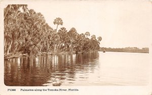 J35/ Tomoka River Florida RPPC Postcard c196 Palmettos Trees 49