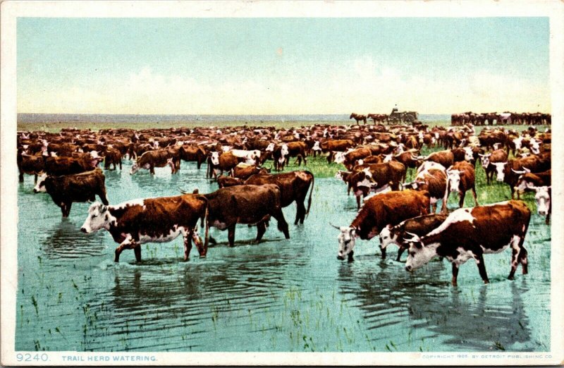 Vtg Trail Herd Watering Beef Cattle Drive Old West Unused Antique Postcard