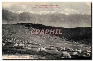 Postcard Old Font Romeu The Sheep Pasture