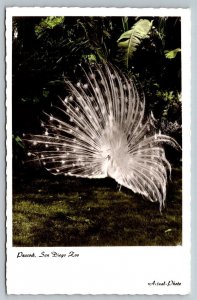 RPPC San Diego California Children's Zoo Peacock Real Photo Postcard