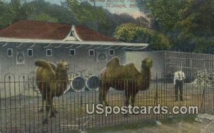 Camels, Krug Park in St. Joseph, Missouri