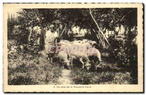 Old Postcard Fancy A corner of the new earth Sheep Breeding