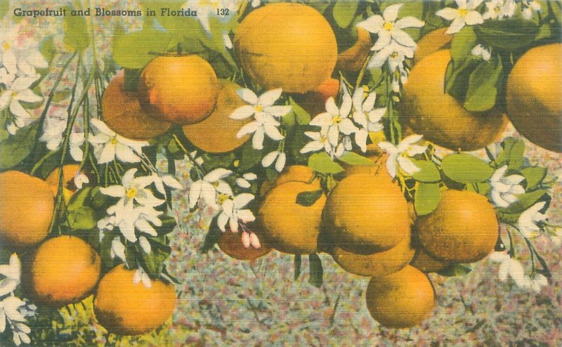 Florida Grapefruit & Blossoms 1953 Linen Postcard Used