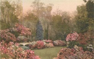 Postcard C-1910 South Carolina Charleston Magnolia Gardens hand colored 23-12066