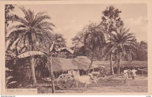 Village Scene , BENGAL, India ,10s-20s; Oxen