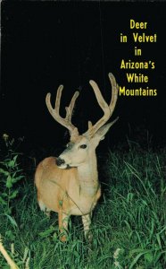 USA White Mountain Deer In Velvet In Northern Arizona Vintage Postcard 08.12