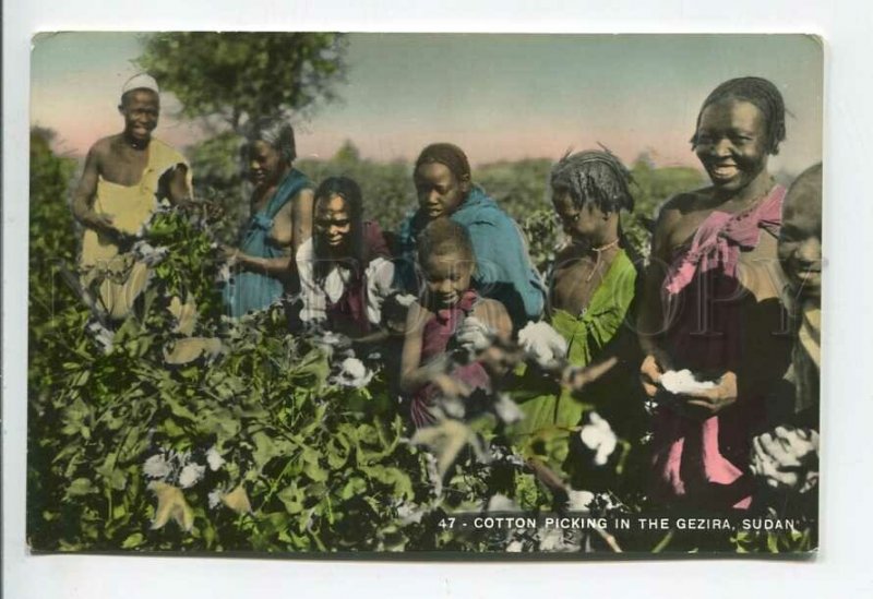 438831 SUDAN Cotton picking in Gezira Vintage photo tinted postcard