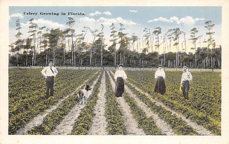 Celery growing in Florida Florida, USA Florida Oranges Unused 