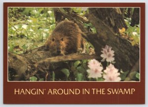 Hangin Around The Swamp~Nutria~Coypu~South America~Muskrat Family~Continental PC