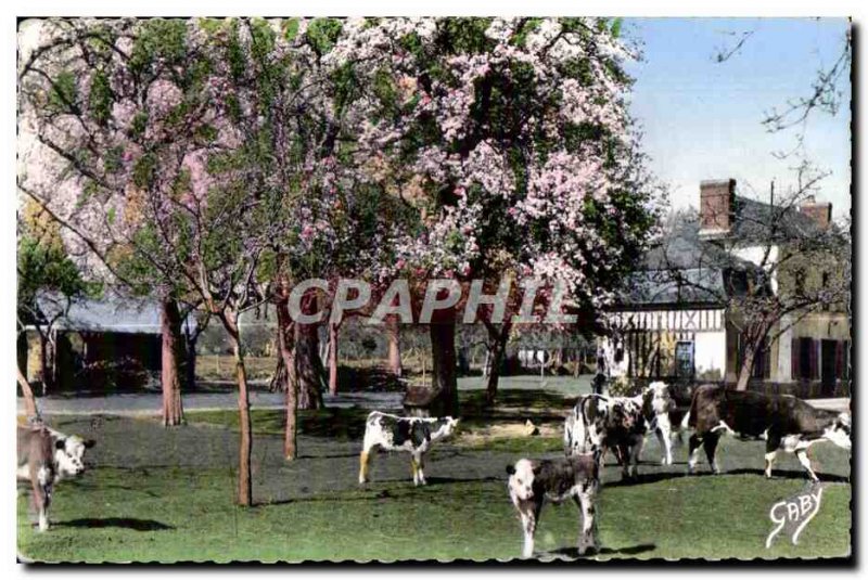 Modern Postcard Normandy Apple trees with white flowers and pear trees Cows