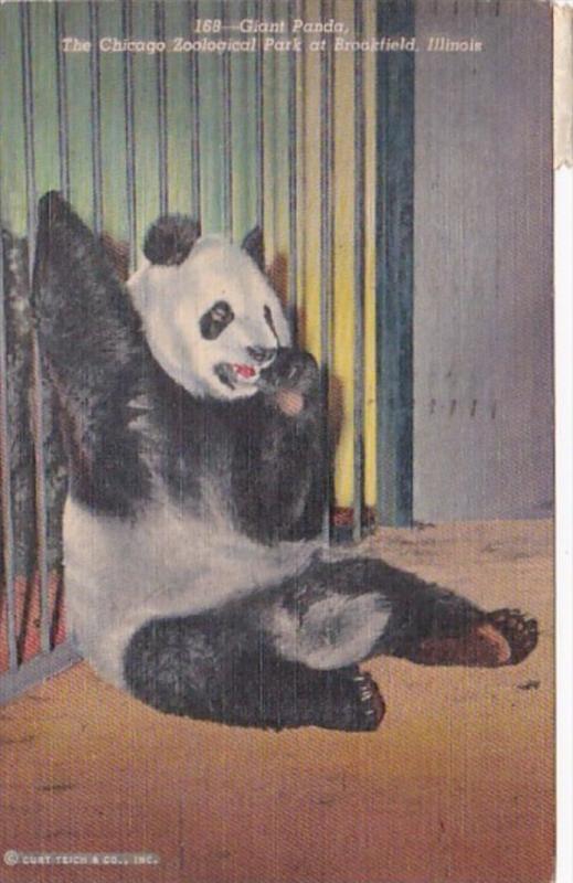 Giant Panda Bear The Chicago Zoological Park At Brookfield Illinois 1958 Curt...