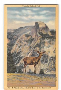 Yosemite National Park California CA Postcard 1930-1950 Doe Half Dome Background