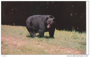 Black Bear,Great Smoky Mountains National Park,Tennessee,40-60s