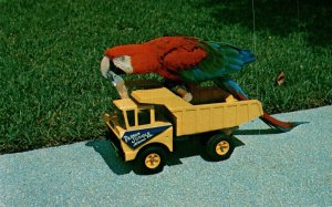 USA Princess Truck Driving Parrot Jungle Miami Florida Chrome Postcard 08.59