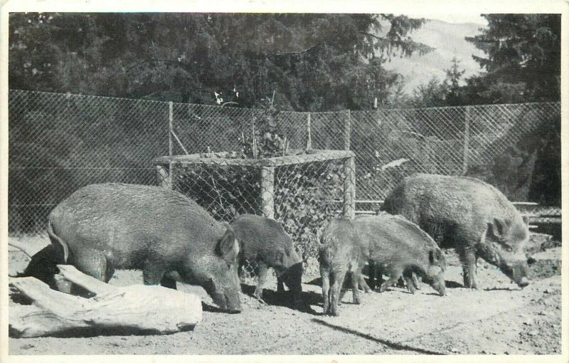 St. Gallen wildpark Peter und Paul boar pigs zoo garden Switzerland 1961 