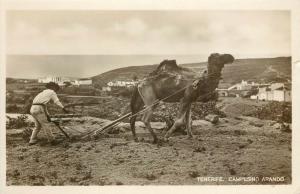 RPPC Postcard Plowing with Camel, Tenerife Campesino Arando Canary Islands Spain