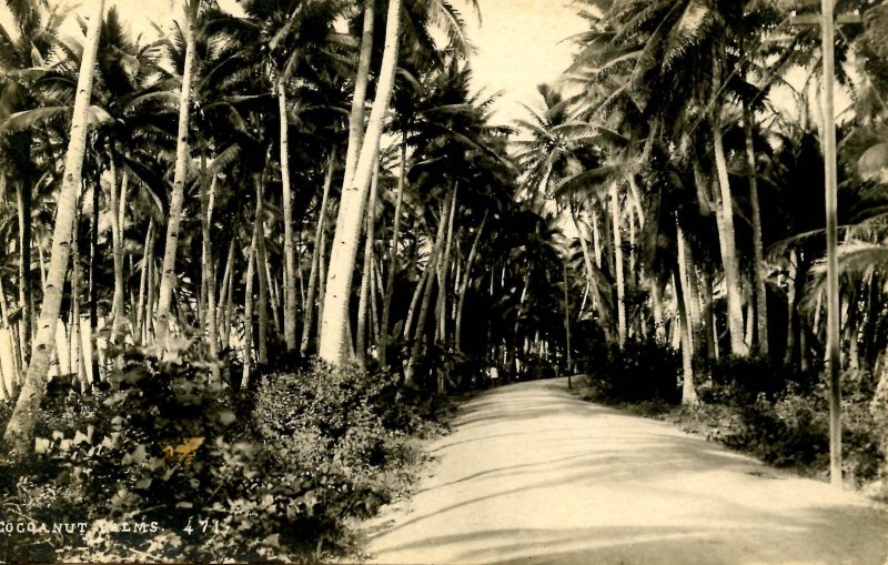 Philippines - Cocoanut Palms. Photo: Eduardo DeLeon *RPPC