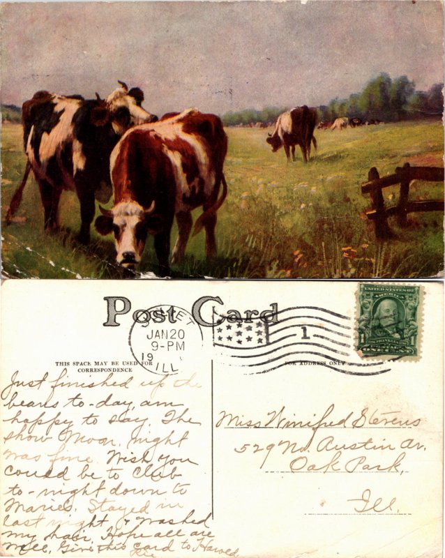 Cattle (23696