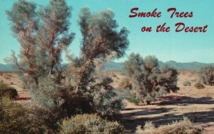 Vintage Postcard 1973 Blue-Gray Smoke Trees On The Desert Wash California CA