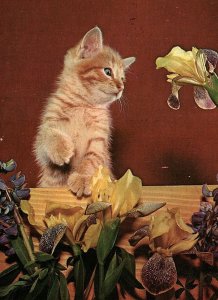 1950s MONGO INDIANA KITTEN LILLIES GREETINGS PHOTOCHROME POSTCARD P267