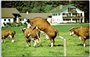 M-54724 How the Udder Half Lives Bavarian Alps