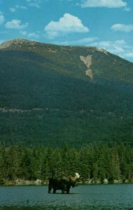 Bull Moose,Baxter State Park,Northern,ME