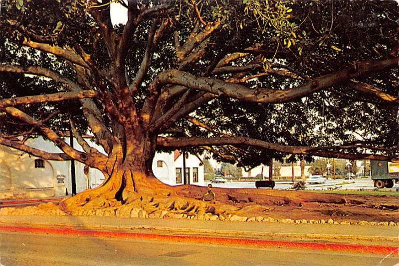 Moreton Bay Fig Tree - 