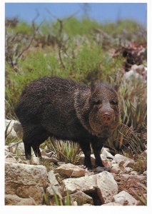 Javelina Desert Animal Looks Like but Is Not a Pig Southwest 4 by 6