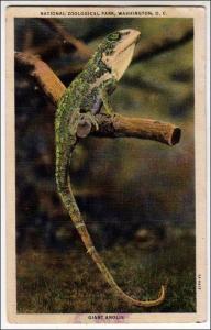 Giant Anolis, Nat Zoological Park, Washington DC