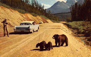 Mother and Bear Cubs, Logan Pass Highway Glacier National Park, MT, USA Bear ...