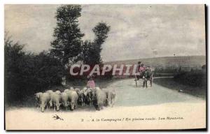 Old Postcard On the countryside In the Full road Sheep Donkey donkey sheep