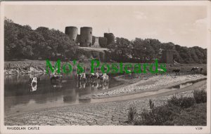 Wales Postcard -  Rhuddlan Castle, Denbighshire  - Herd of Cows  RS33996