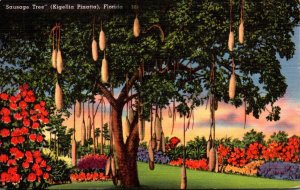 Florida Miami Matheson Hammock Sausage Tree Bearing Fruit 1959