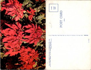Poinsettias (16690