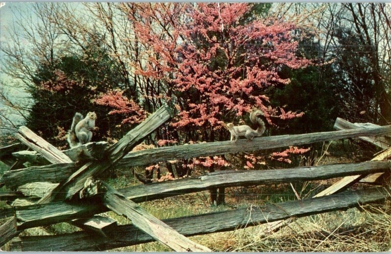 Squirrels on a Fence Trees Never Saw A Wild Thing Animal Postcard