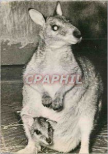 Modern Postcard Kangaroo Advertisement Genoline