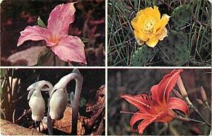 Four Wild Flowers of Ontario ON Canada 1985 Chrome