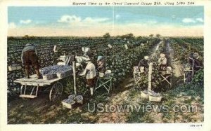 Great Concord Grape Belt - Lake Erie, New York