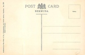 The Large Rubber Tree Bermuda Postcard