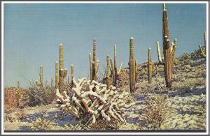 Arizona Saguaro & Cholla Cactus - [AZ-021]