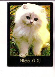 Fluffy White Kitten, Miss You, Cat