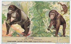 Liebig S1604 Monkeys II No 6 Le Gorille le Chimpanze