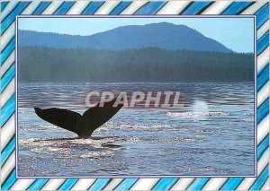 Postcard Modern Whale