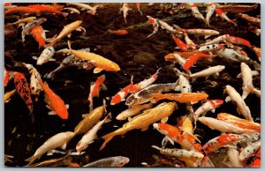 Honolulu Hawaii 1960s Postcard Colorful Carp Fishpond