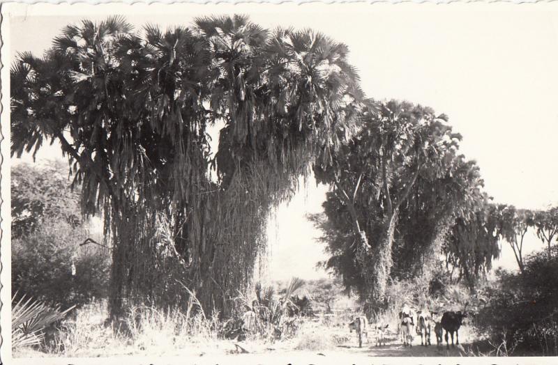 Real Photo Postcard Eastern Africa Ethiopia Eritrean flora doums palms