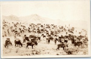 Caribou - Broad Pass Alaska AZO RPPC - large herd