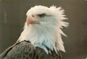 Animals. Bald  Eagle Nice modern Canadian artistic  photo postcard